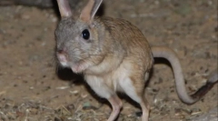 Velký tushchik